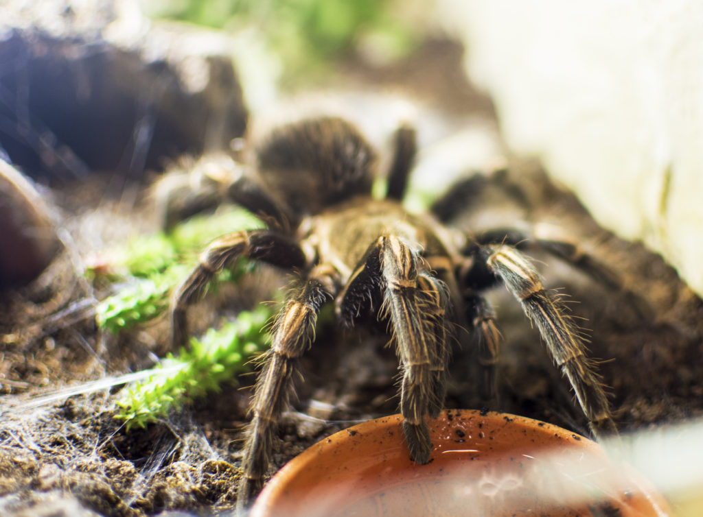 Vogelspinne