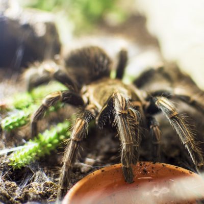 Vogelspinne