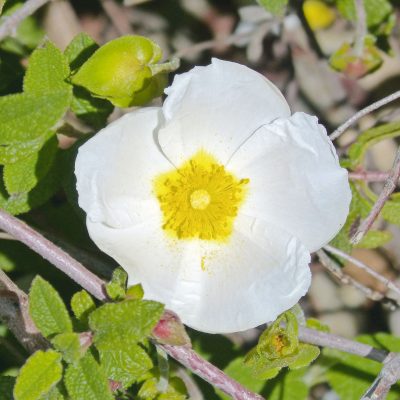 cistus